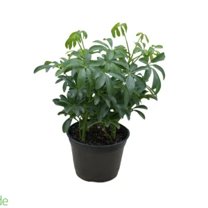 6" Pot Schefflera Green Bush