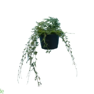 6" Pot Selaginella 'Peacock Rainbow' Clubmoss