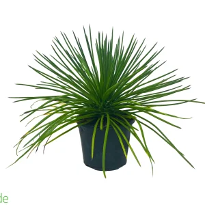 6" Pot Spaghetti Agave