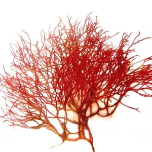 8 oz Red Ogo Gracilaria (Gracilaria parvispora) - Algae Barn