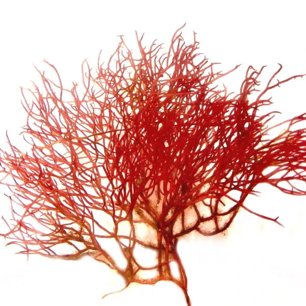 8 oz Red Ogo Gracilaria (Gracilaria parvispora) - Algae Barn
