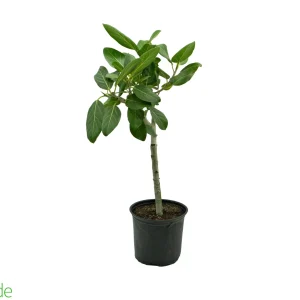 8" Pot Ficus Audrey Standard/Single Trunk