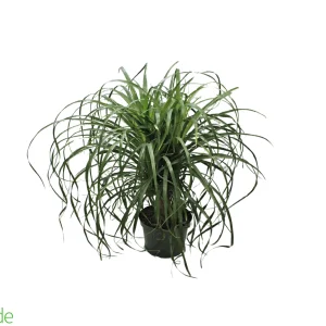 8" Pot Guatemalan Ponytail Palm