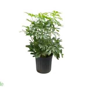 8" Pot Schefflera Tree