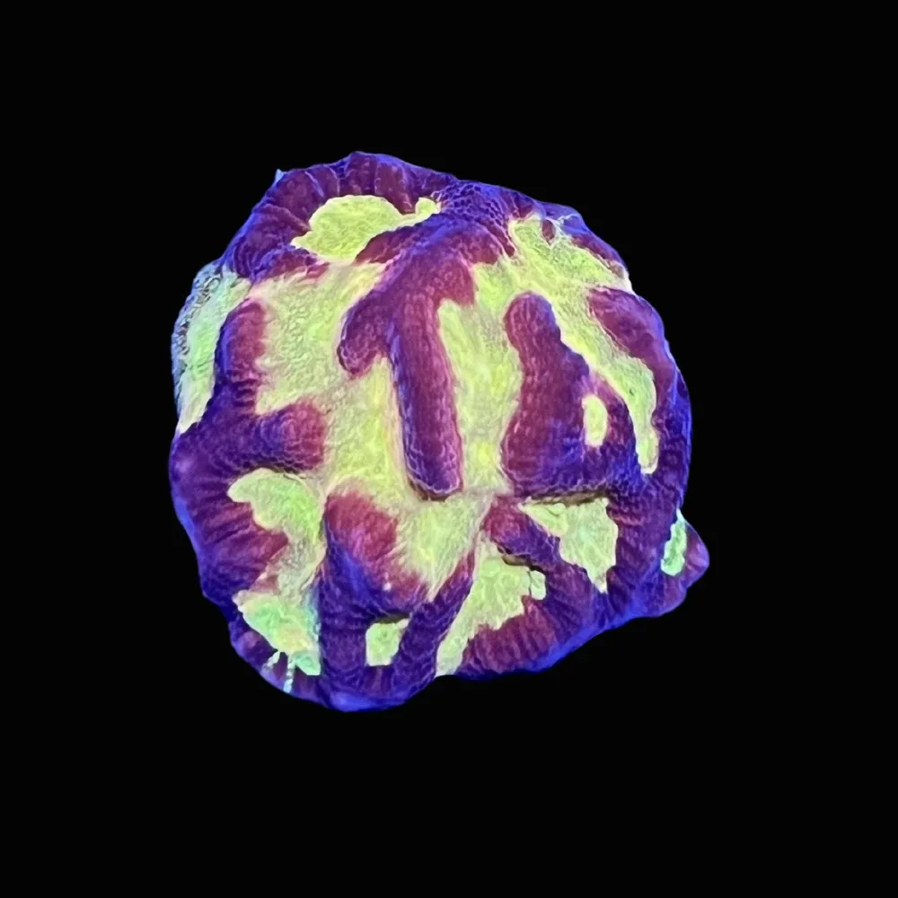 ACI Cultured Firestorm Platygyra Coral (3/4" - 1") - SAQ Coral Farm