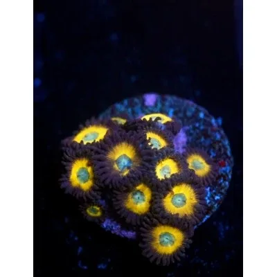 ACI Cultured Zombie Banana Zoanthids - SAQ Coral Farm
