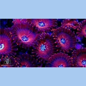ACI Wizards Zoanthids - SAQ Coral Farm