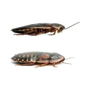 Adult Dubia
