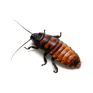 Adult Female Madagascar Hissing Cockroach