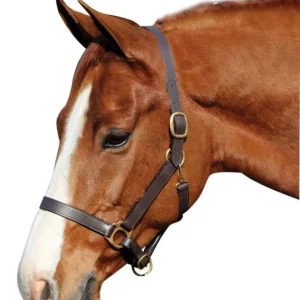 Advantage Leather Halter/ Comfort Padding Horse Br