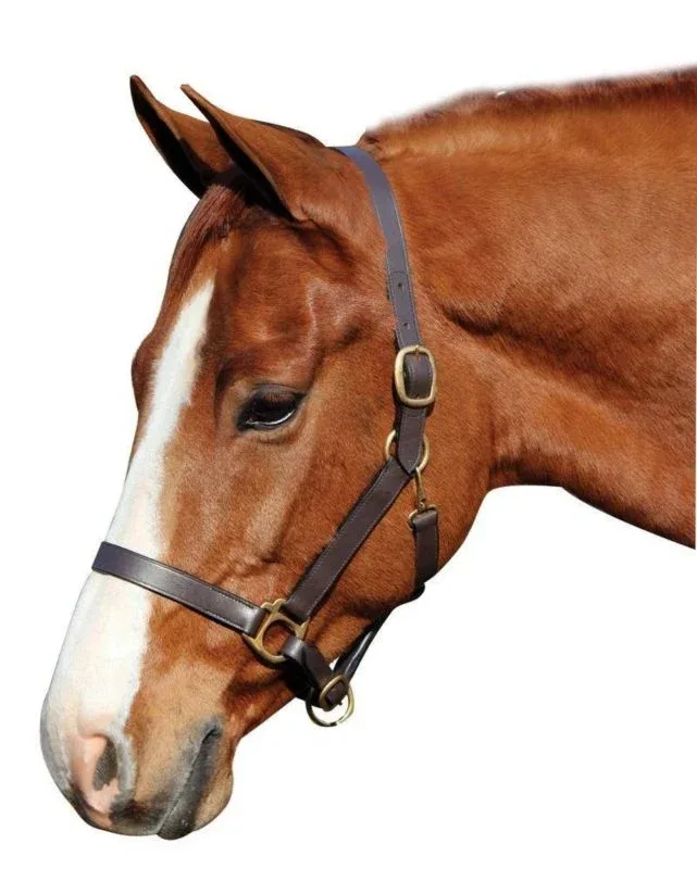 Advantage Leather Halter/ Comfort Padding Horse Br - Image 2