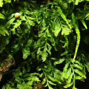 African Water Fern (Bolbitis heudelotii)
