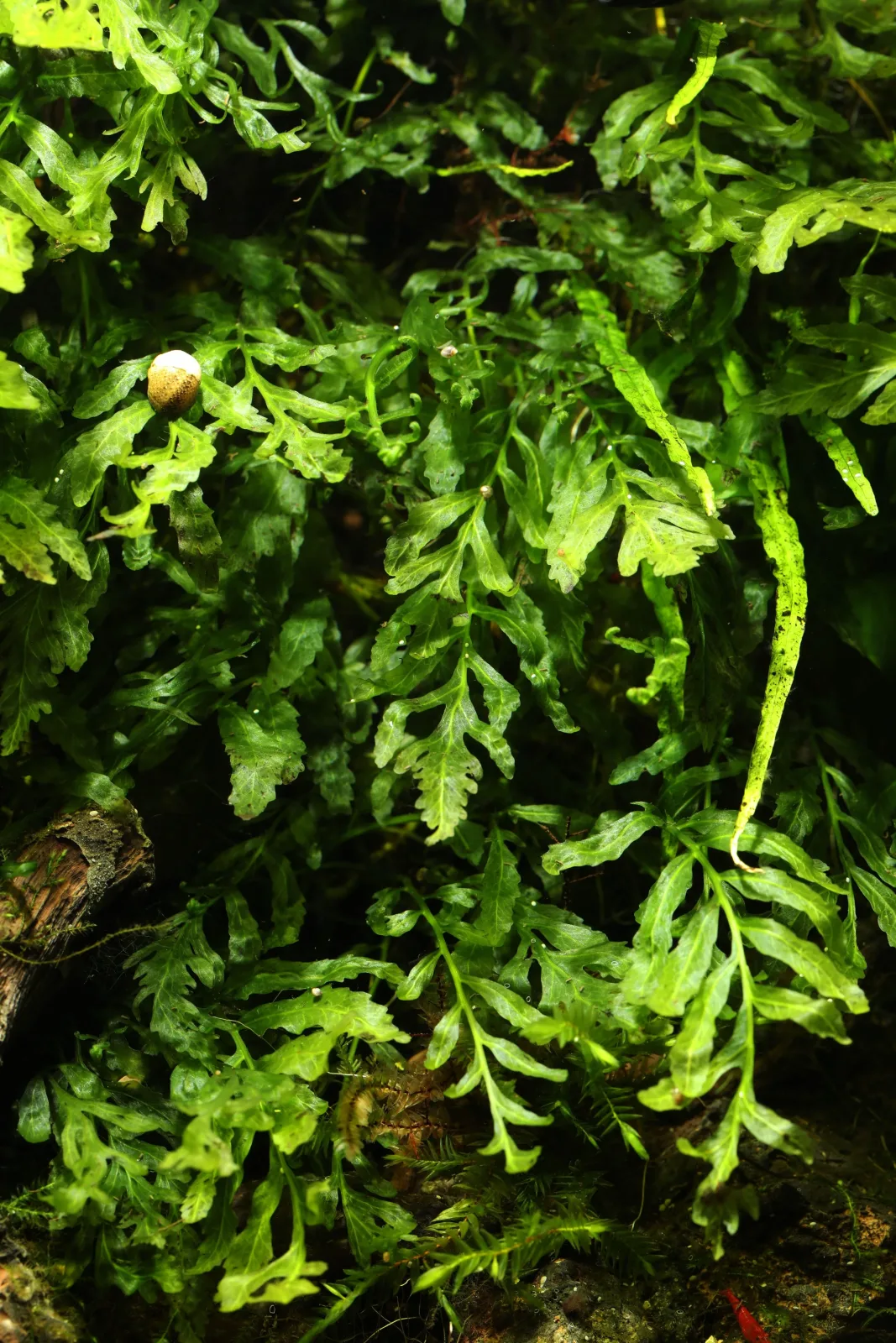 African Water Fern (Bolbitis heudelotii)