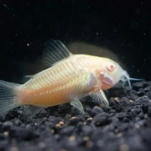 Albino Aeneus Corydoras Catfish