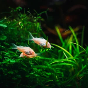 Albino Pygmy Corydoras