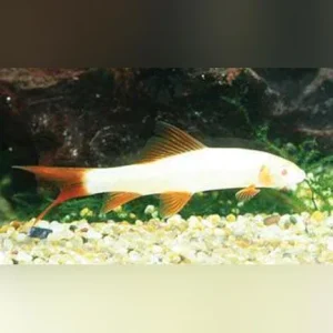 Albino Rainbow Shark