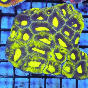 Alien Moon Favia WYSIWYG - SAQ Coral Farm