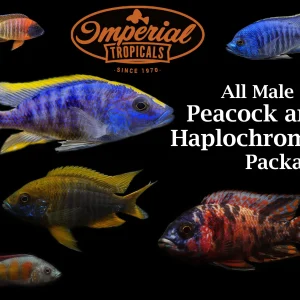 All Male Peacock/Haplochromines Cichlid Package