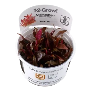 Alternanthera reineckii 'Mini' Tissue Culture by Tropica