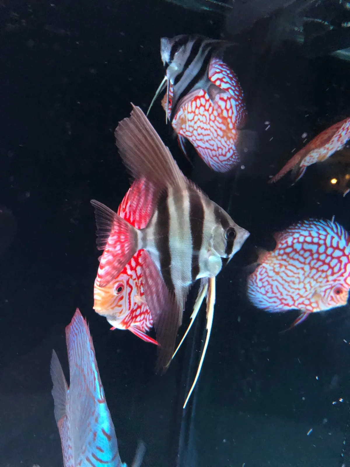 Altum Angelfish - Image 2