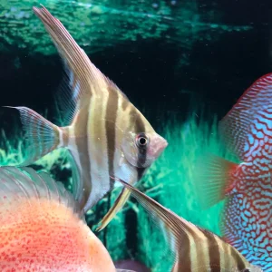 Altum Angelfish