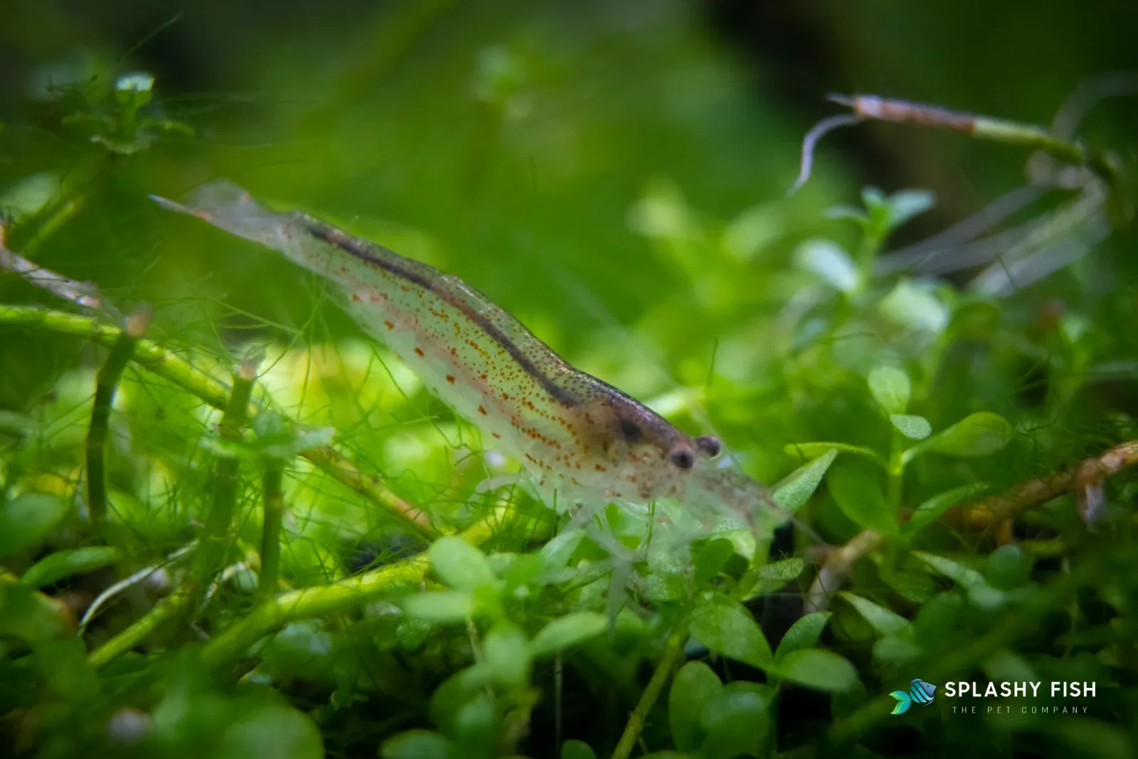 Amano Shrimp - Image 2