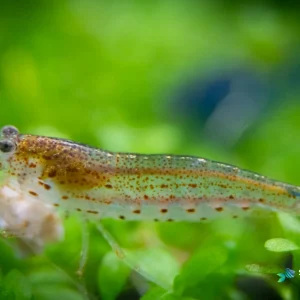 Amano Shrimp