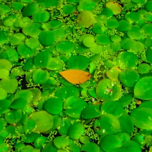 Amazon Frogbit Aquatic Plant