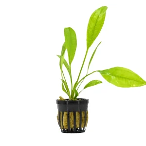 Amazon Sword Aquatic Plant (Echinodorus Amazonicus)