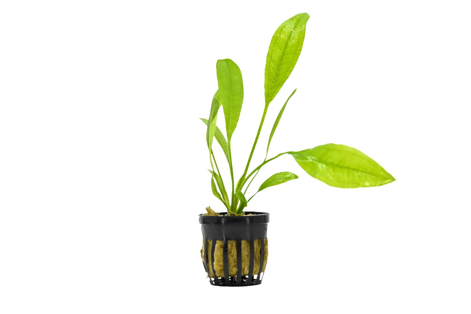 Amazon Sword Aquatic Plant (Echinodorus Amazonicus)