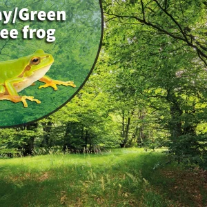 American Green Tree Frog (Dryophytes cinereus or Hyla cinerea) Bioactive Vivarium Kit