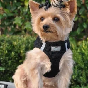 American River Ultra Choke Free Dog Harness- Black
