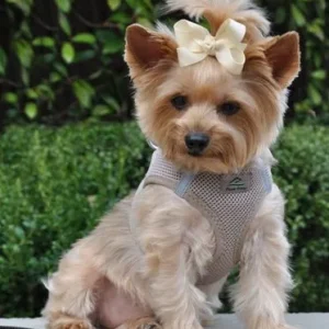 American River Ultra Choke Free Dog Harness- Fossil Brown