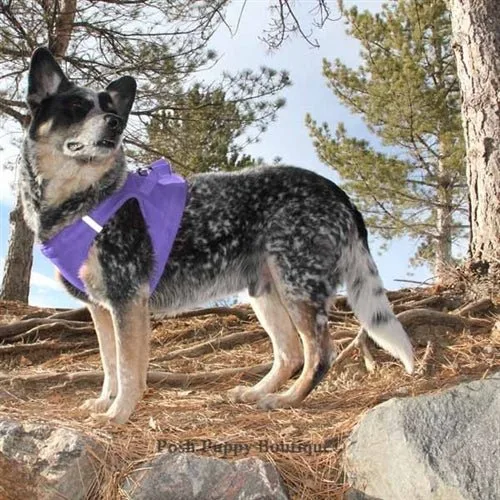 American River Ultra Choke Free Dog Harness - Paisley Purple - Image 2