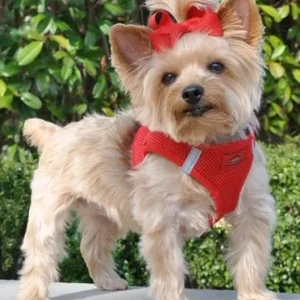 American River Ultra Choke Free Dog Harness- Red