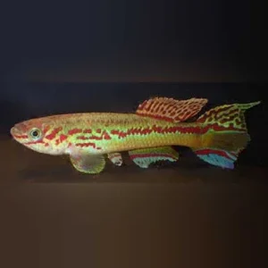 Amiet’s Lyretail Killi (Pair)