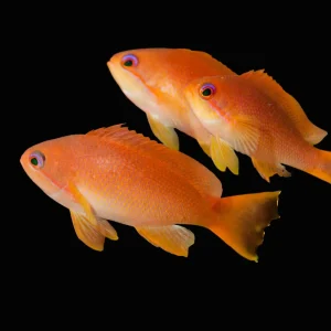 Anthias Lyretail (Pseudanthias Squamipinnis) - SAQ Chicago Fish