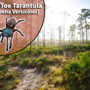 Antilles Pink Toe Tarantula (Caribena versicolor) Bioactive Vivarium Habitat Kit