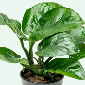 Anubias Barteri