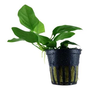 Anubias barteri var. nana Pot Plant by Tropica