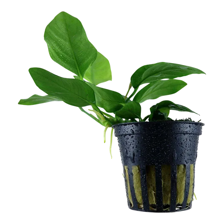 Anubias barteri var. nana Pot Plant by Tropica