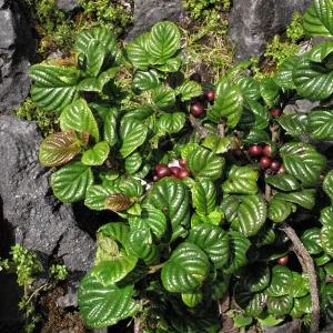 Anubias Coffeefolia