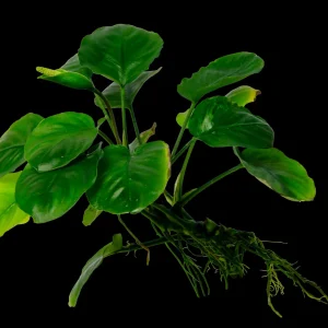 Anubias Coin Leaf