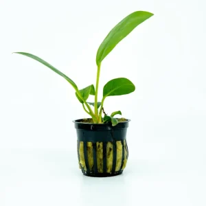 Anubias Congensis