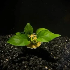 Anubias Hastifolia