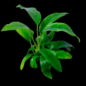 Anubias Minima