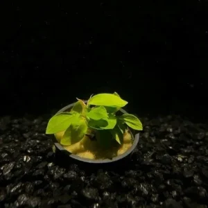 Anubias Nana