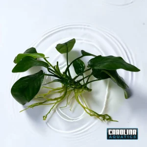 Anubias Nana Med