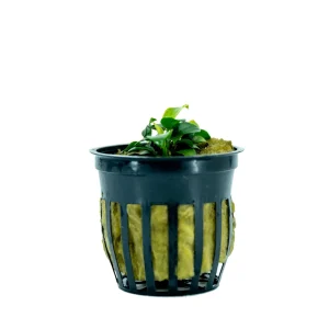 Anubias Nana Petite Aquatic Plant