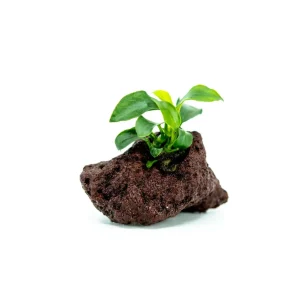 Anubias Nana Petite on Small Lava Rocks